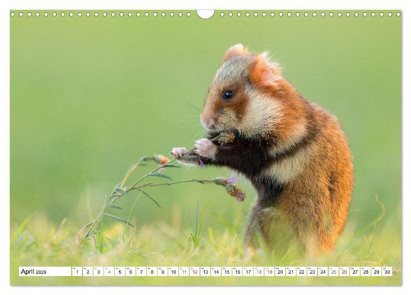 Produktbild: Herzige Feldhamster - farbenfrohe Nagetiere im st&auml;dtischen Lebensraum (Wandkalender 2026 DIN A3 quer), CALVENDO Monatskalender