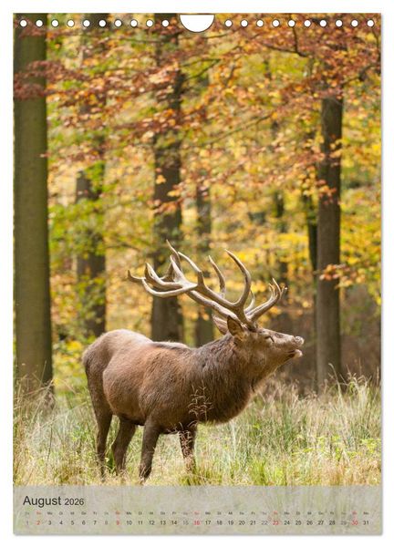 Produktbild: Emotionale Momente: Hirschbrunft (Wandkalender 2026 DIN A4 hoch), CALVENDO Monatskalender
