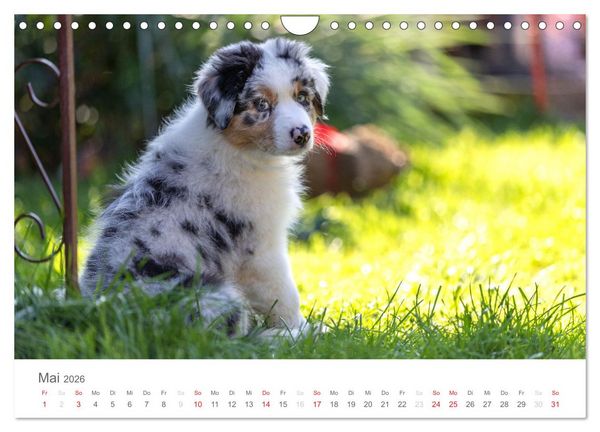 Produktbild: Australian Shepherd 2026 (Wandkalender 2026 DIN A4 quer), CALVENDO Monatskalender