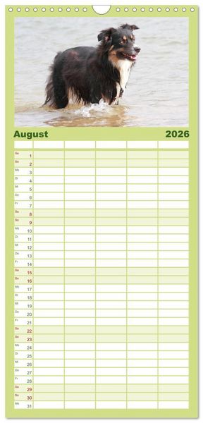 Produktbild: Familienplaner 2026 - Australian Shepherd - H&uuml;tehunde mit Familienanschluss mit 5 Spalten (Wandkalender, 21 x 45 cm) CALVENDO