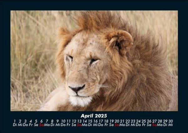 Produktbild: L&ouml;wen in der Wildnis 2025 Fotokalender DIN A5