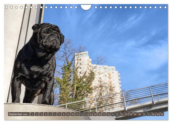 Produktbild: Reinbek mopsfidel (Wandkalender 2026 DIN A4 quer), CALVENDO Monatskalender