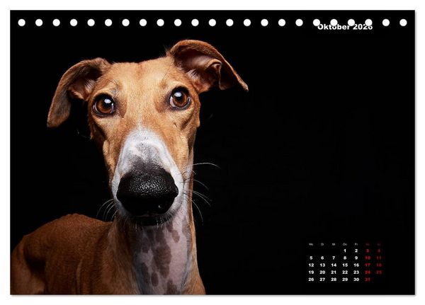 Produktbild: Die Stimme der Windhunde (Tischkalender 2026 DIN A5 quer), CALVENDO Monatskalender