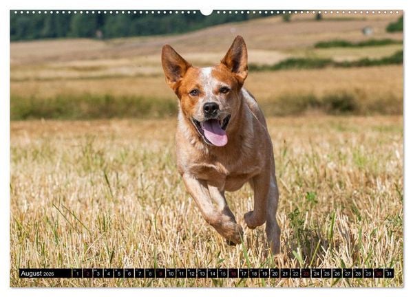 Produktbild: Power auf 4 Pfoten. Australian Cattle Dog (Wandkalender 2026 DIN A2 quer), CALVENDO Monatskalender