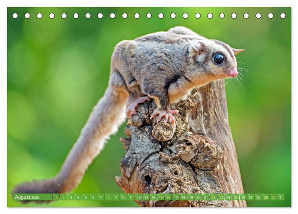 Produktbild: Leben im Dschungel: Der Regenwald ist ein Paradies f&uuml;r Tiere (Tischkalender 2026 DIN A5 quer), CALVENDO Monatskalender