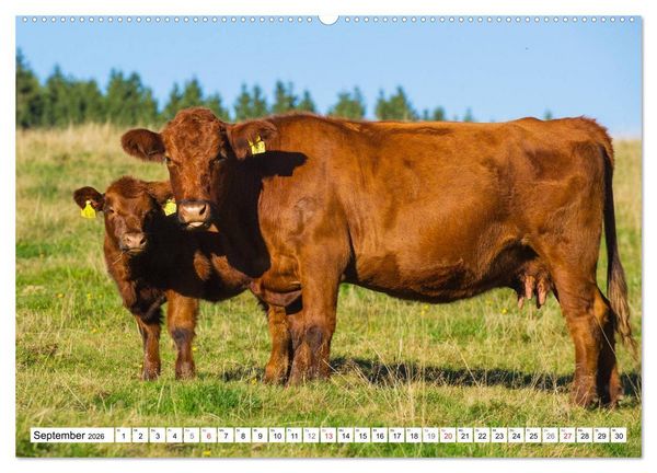 Produktbild: Ein Herz f&uuml;r Rinder (Wandkalender 2026 DIN A2 quer), CALVENDO Monatskalender
