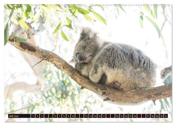 Produktbild: Traumpfade Australien (hochwertiger Premium Wandkalender 2026 DIN A2 quer), Kunstdruck in Hochglanz