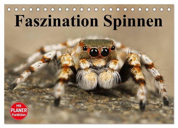 Produktbild: Faszination Spinnen (Tischkalender 2026 DIN A5 quer), CALVENDO Monatskalender