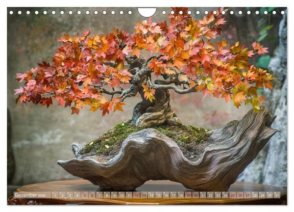 Produktbild: Bonsai, die formvollendete Kunst (Wandkalender 2026 DIN A4 quer), CALVENDO Monatskalender
