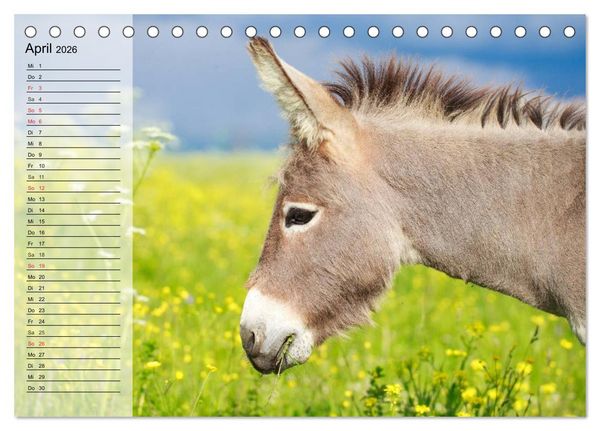 Produktbild: Esel. H&uuml;bsch, klug und flei&szlig;ig (Tischkalender 2026 DIN A5 quer), CALVENDO Monatskalender