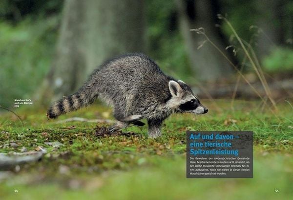 Produktbild: Entdecke die Waschb&auml;ren