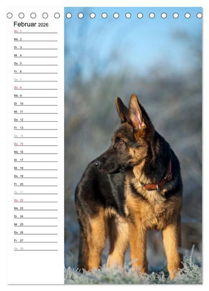 Produktbild: Deutscher Sch&auml;ferhund - unser bester Freund (Tischkalender 2026 DIN A5 hoch), CALVENDO Monatskalender