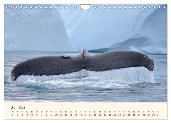 Produktbild: Gr&ouml;nland Faszinierend atemberaubend grandios (Wandkalender 2026 DIN A4 quer), CALVENDO Monatskalender