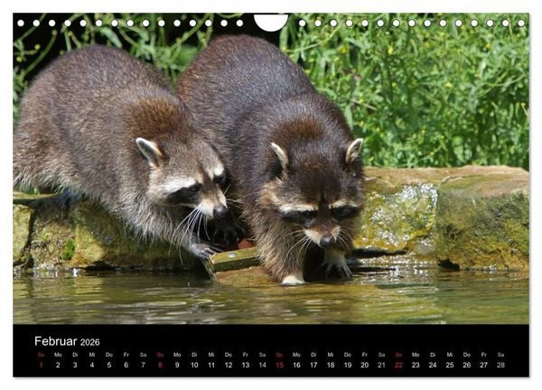 Produktbild: Waschb&auml;ren (Wandkalender 2026 DIN A4 quer), CALVENDO Monatskalender