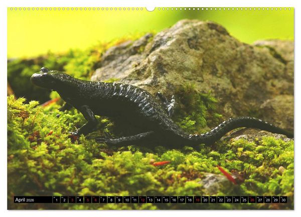 Produktbild: Im Revier der Salamander (hochwertiger Premium Wandkalender 2026 DIN A2 quer), Kunstdruck in Hochglanz