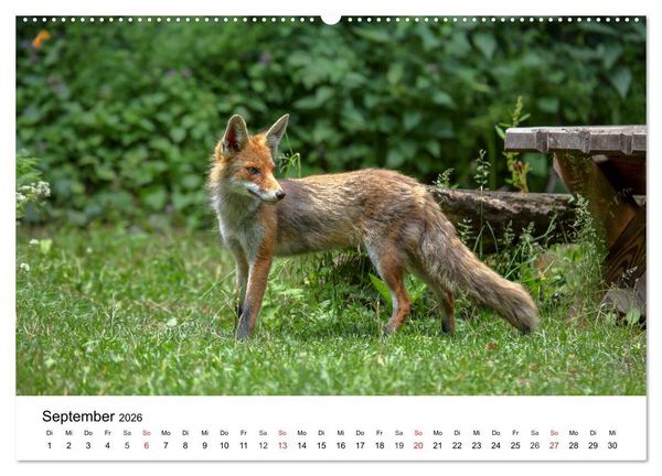 Produktbild: Wilde Tiere unserer Heimat (hochwertiger Premium Wandkalender 2026 DIN A2 quer), Kunstdruck in Hochglanz