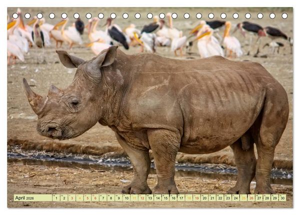 Produktbild: Bedrohte Tierart - Nashorn (Tischkalender 2026 DIN A5 quer), CALVENDO Monatskalender