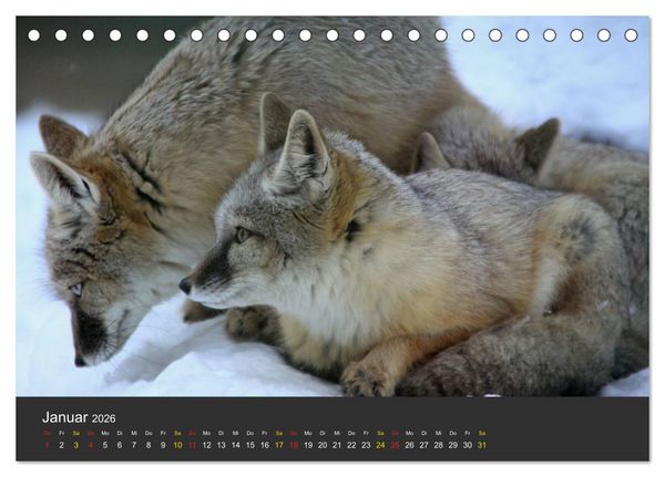 Produktbild: Tierpark-Gera (Tischkalender 2026 DIN A5 quer), CALVENDO Monatskalender