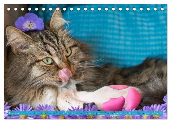 Produktbild: Maui und Molokai - Sibirische Katzenschwestern (Tischkalender 2026 DIN A5 quer), CALVENDO Monatskalender