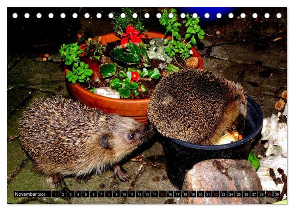 Produktbild: Meine Igel (Tischkalender 2026 DIN A5 quer), CALVENDO Monatskalender