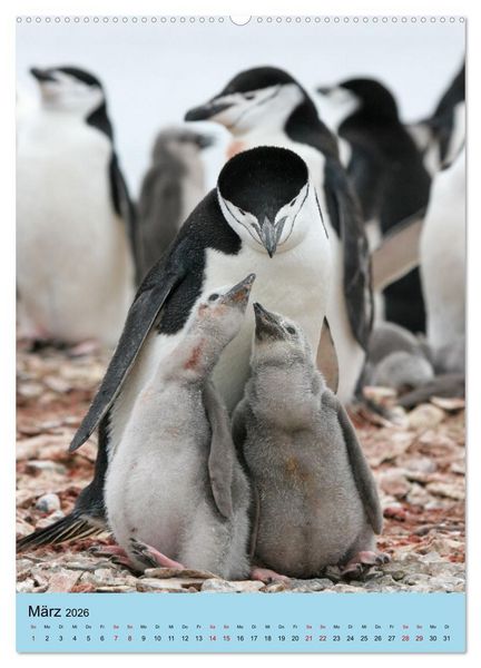 Produktbild: Antarktis - Das Gebiet der Pinguine (Wandkalender 2026 DIN A2 hoch), CALVENDO Monatskalender