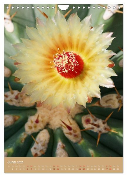 Produktbild: Succulents and Cacti - Strong Thorns, Delicate Blooms (Wall Calendar 2026 DIN A4 portrait), CALVENDO 12 Month Wall Calendar