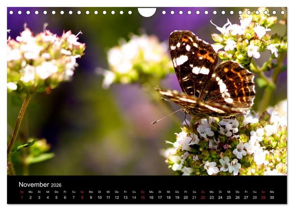 Produktbild: Heimische Schmetterlinge (Wandkalender 2026 DIN A4 quer), CALVENDO Monatskalender