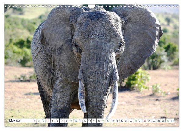 Produktbild: Big10 Of Masai Mara Kenya Africa (Wall Calendar 2026 DIN A3 landscape), CALVENDO 12 Month Wall Calendar