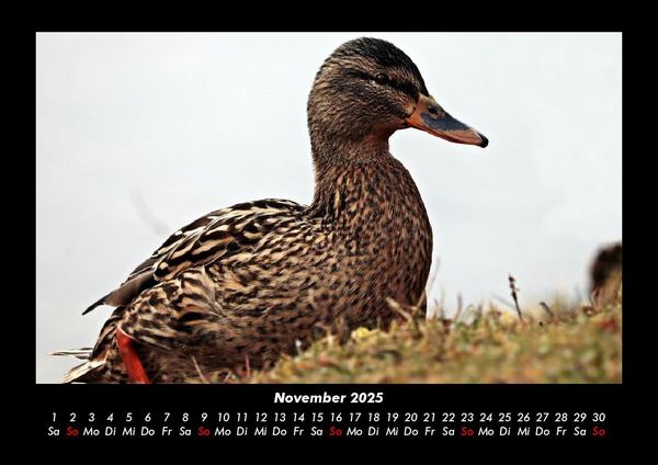 Produktbild: Enten 2025 Fotokalender DIN A3