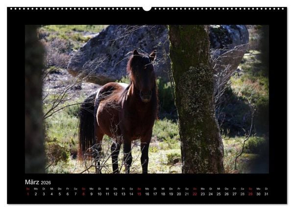 Produktbild: Garranos - Bedrohte Wildpferde Europas (hochwertiger Premium Wandkalender 2026 DIN A2 quer), Kunstdruck in Hochglanz