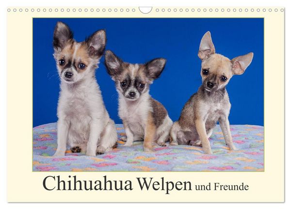 Chihuahua Welpen und Freunde (Wandkalender 2026 DIN A3 quer), CALVENDO Monatskalender