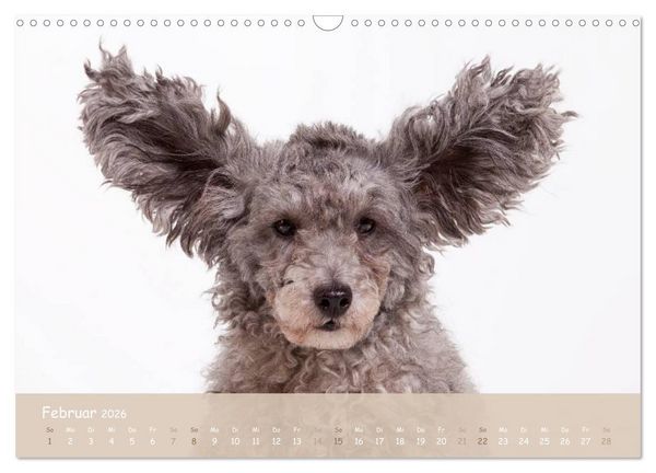 Produktbild: SCHLAPPOHREN (Wandkalender 2026 DIN A3 quer), CALVENDO Monatskalender