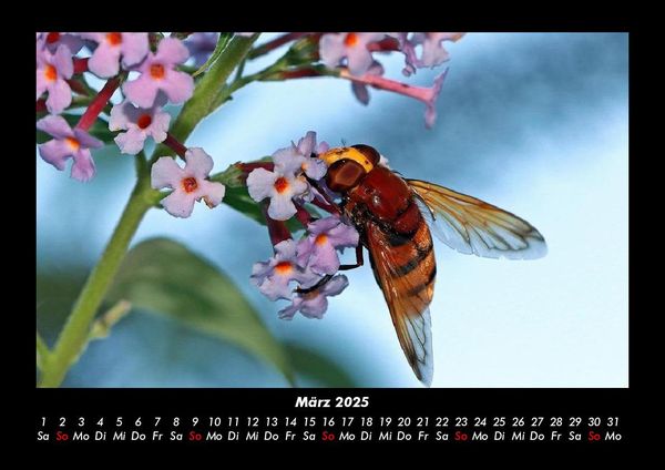 Produktbild: Bien 2025 Fotokalender DIN A3