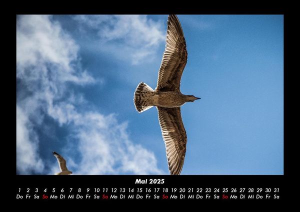 Produktbild: Welt der V&ouml;gel 2025 Fotokalender DIN A3