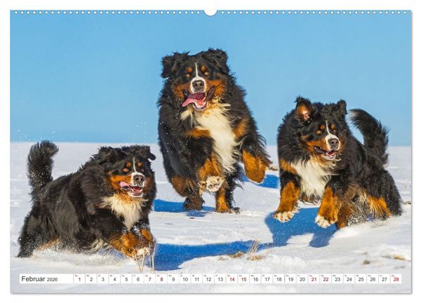 Produktbild: Berner Sennenhund - Ein Freund auf vier Pfoten (hochwertiger Premium Wandkalender 2026 DIN A2 quer), Kunstdruck in Hochglanz