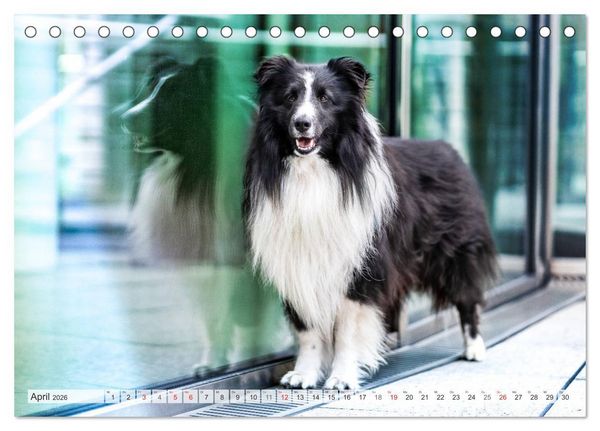 Produktbild: Hamburger Hafencity - Unterwegs mit den Shelties Finn und Louis (Tischkalender 2026 DIN A5 quer), CALVENDO Monatskalender