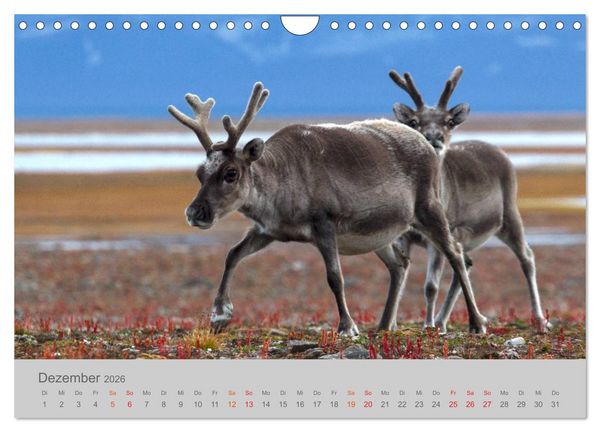Produktbild: Spitzbergen 80&deg; Nord (Wandkalender 2026 DIN A4 quer), CALVENDO Monatskalender