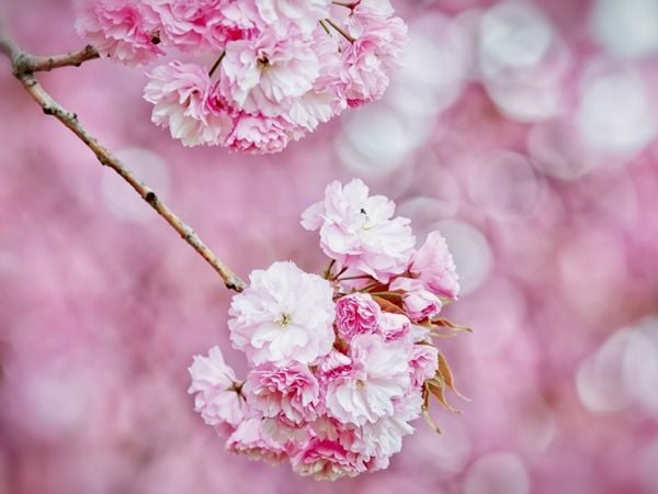 Produktbild: CALVENDO Puzzle Kirschbl&uuml;te | 1000 Teile Lege-Gr&ouml;&szlig;e 64x48cm Foto-Puzzle f&uuml;r gl&uuml;ckliche Stunden