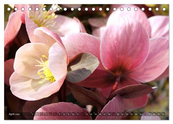 Produktbild: Christrosen (Tischkalender 2026 DIN A5 quer), CALVENDO Monatskalender