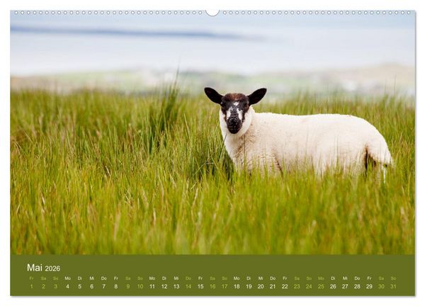 Produktbild: Unter Schafen - Wegbegleiter auf Reisen (Wandkalender 2026 DIN A2 quer), CALVENDO Monatskalender