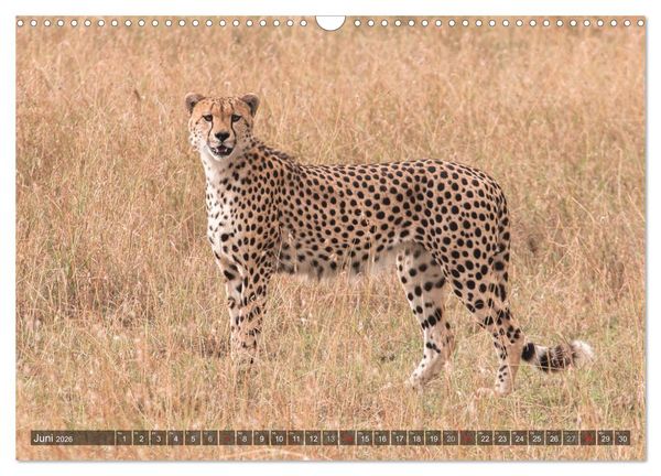 Produktbild: Geparde - J&auml;ger der Savanne (Wandkalender 2026 DIN A3 quer), CALVENDO Monatskalender