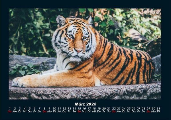 Produktbild: Tiger 2026 Fotokalender DIN A4