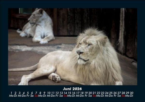 Produktbild: L&ouml;wen in der Wildnis 2026 Fotokalender DIN A5
