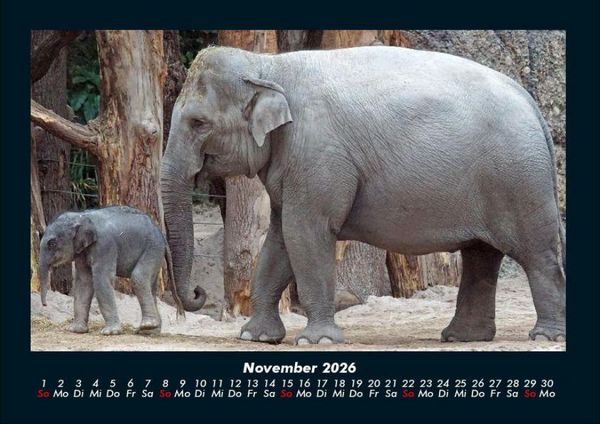 Produktbild: Elefanten - Die sanften Riesen Afrikas 2026 Fotokalender DIN A4