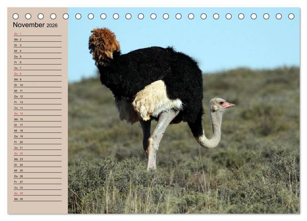 Produktbild: Vogel Strau&szlig;. Imposanter Riese und L&auml;ufer (Tischkalender 2026 DIN A5 quer), CALVENDO Monatskalender