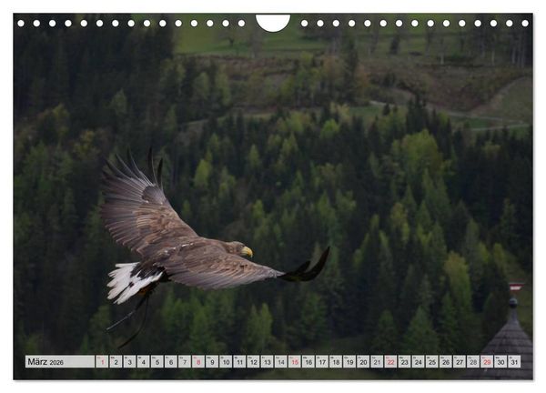 Produktbild: Wildtiere. Heimische Sch&ouml;nheiten (Wandkalender 2026 DIN A4 quer), CALVENDO Monatskalender