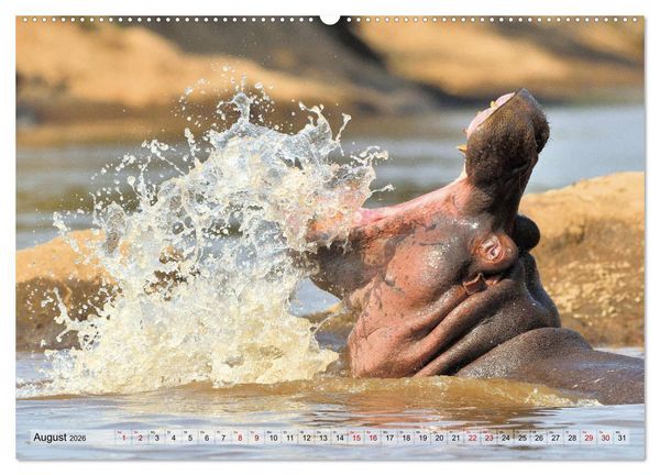 Produktbild: Faszination Afrika: Flusspferde (Wandkalender 2026 DIN A2 quer), CALVENDO Monatskalender