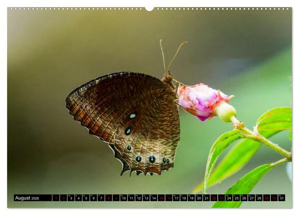 Produktbild: Singapurs Tierwelt (hochwertiger Premium Wandkalender 2026 DIN A2 quer), Kunstdruck in Hochglanz
