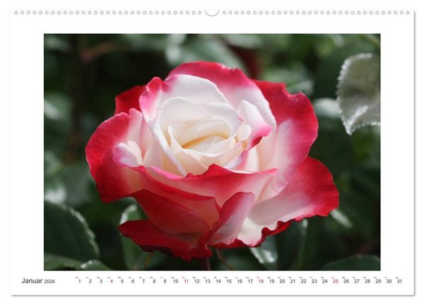 Produktbild: Rosenlust (Wandkalender 2026 DIN A2 quer), CALVENDO Monatskalender