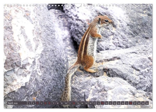Produktbild: FUERTEVENTURA - Inselblick (Wandkalender 2026 DIN A3 quer), CALVENDO Monatskalender